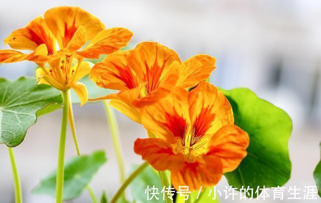 农历10月初1霜降后,养什么花?以下3种花,七星报喜八节安康