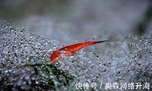 金璋|精选十二首带雨露的古诗词, 美到心醉, 分享