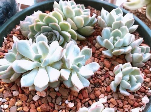 拿这4样“颗粒”养花，预防烂根问题、增肥，切记注意“分寸”