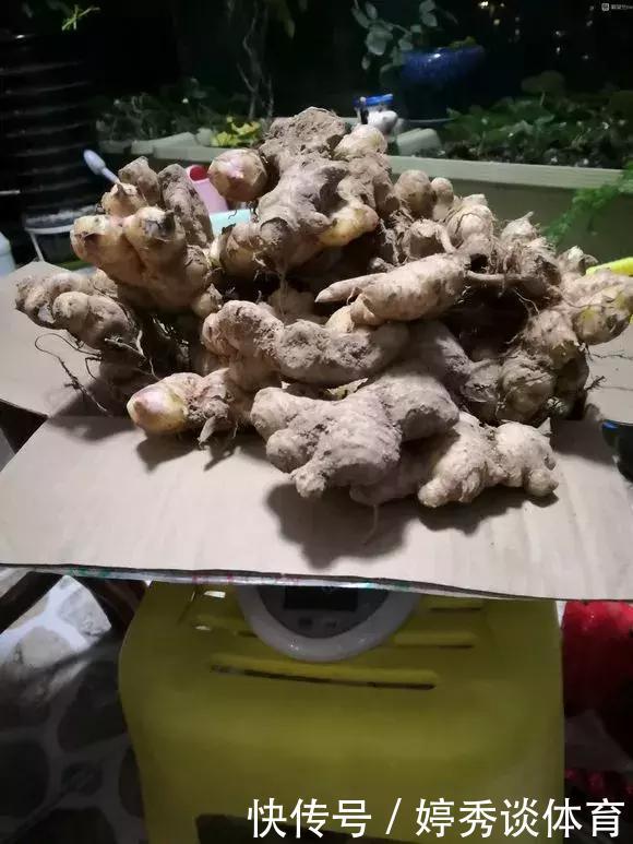 生姜切1刀丢盆里,7天发芽,半年变成“1桶姜”!