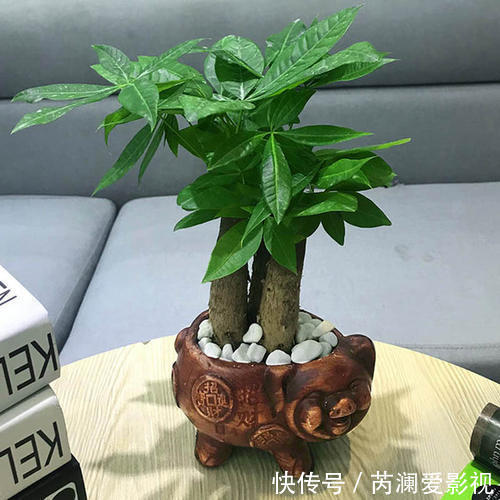 招财|客厅养花有讲究，6种花招财又美观，富贵人家都养了