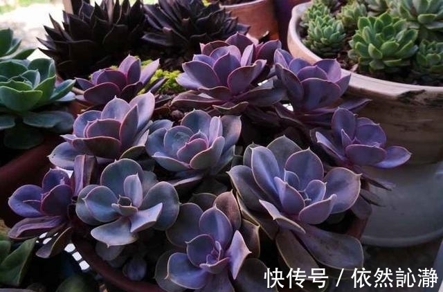 阳台党打心底里喜欢的多肉很少,紫珍珠算一个,群生老桩最漂亮