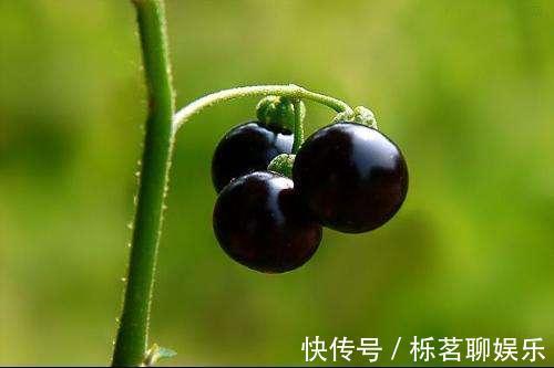 水肿|农村人称为“老鸭眼睛”的一味中药，可以用来调理肾炎水肿！