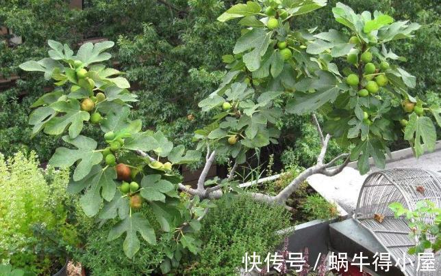 盆栽|室内养护无花果，记住3点，全年都结果