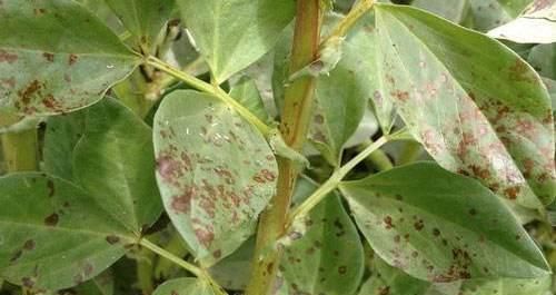 逛花市时,这4种“花”尽量不要买,因为在家里根本养不活