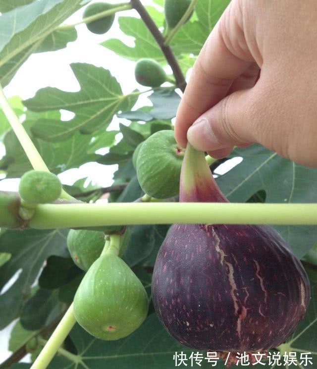扦插|路边掰个枝，扦插一盆无花果，养在阳台，结果比“鸡蛋”还大