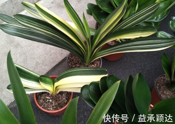 白绢病|君子兰叶片亮绿,怎么养护才能颜值高,多开花?