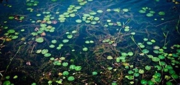 涨知识了！这四种水草里才有鱼可钓，而且钓法不同，真后悔刚知道