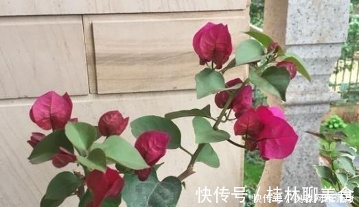 叶肥大|婆婆只养“2种”花，窗台变成“花海”，冬天“开花”上百朵！