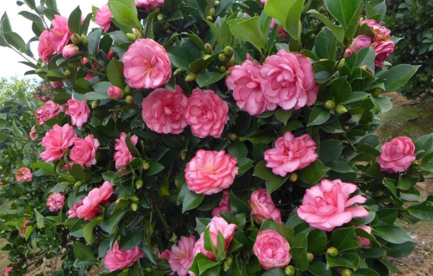 秋天|秋天定要养棵四季茶花,花大色艳美极了,一次能开20朵,值得拥有