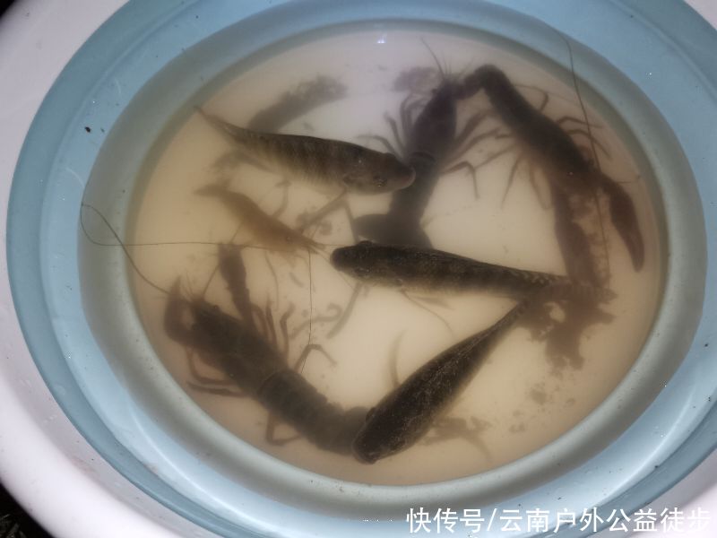 昆明|昆明周边楚雄鱼跳楼水库夜钓，老坛玉米挂钩，天亮终获野生大鲤鱼