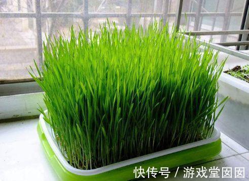 小麦在家种，7天长出苗，炒成菜别提有多好吃了