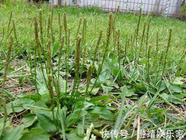 尿床草|农村一种“救命草”,食用价值很高,不仅能吃还能泡茶