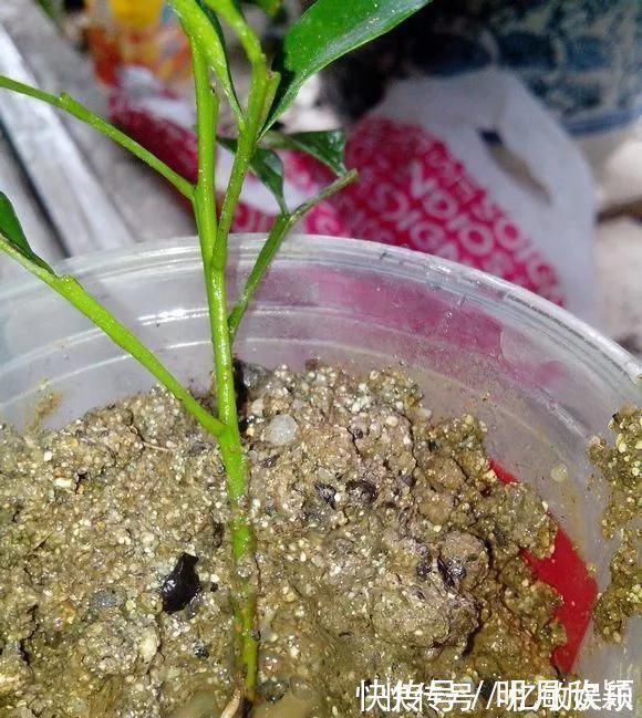 枝条|养花爱好者看过来这15种花现在“扦插”,生根快,一个周就长芽