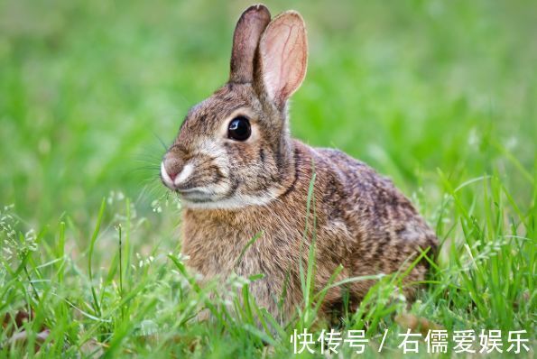 兔人|生肖兔8月运势起伏，需注意身体