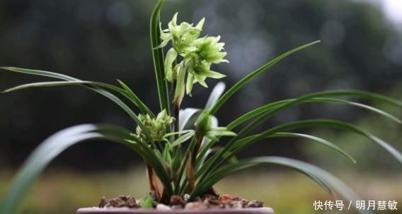 养分|养兰高手养兰花，都有“专用肥”，易吸收养分足，一般人都不知道