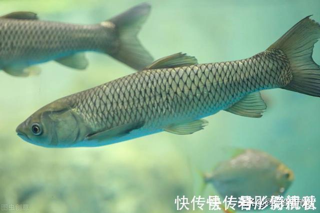 钓草鱼最快的方法，三个民间高手绝技，真是一山更比一山高