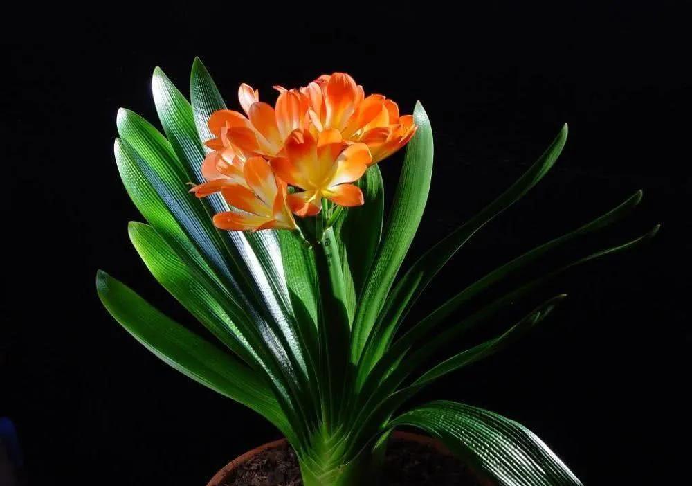 挑选栽培君子兰，教你几个妙招，姿态美开花早