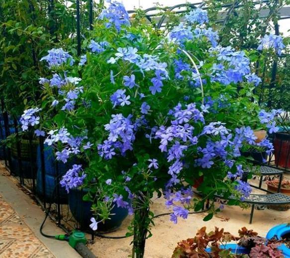 修剪|12月养蓝雪花,不能丢一边不管,几件事早点做,来年早开花