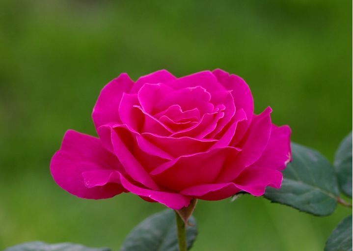 懒人养花,不养这款“不死花”,不用费心打理,花开繁盛惹人爱