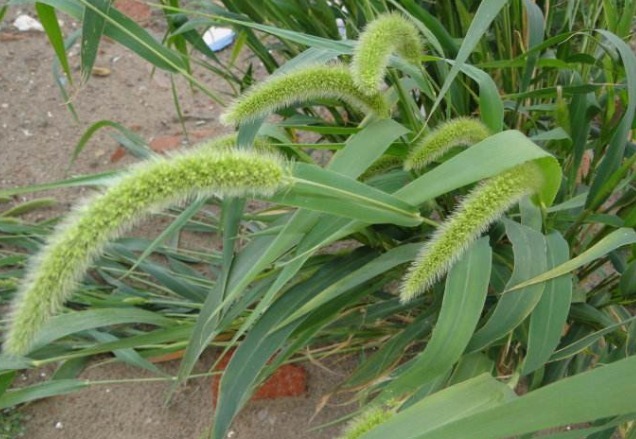 狗尾草|农民最恨的“狗尾草”，竟是珍贵的中药，了解下好处多多