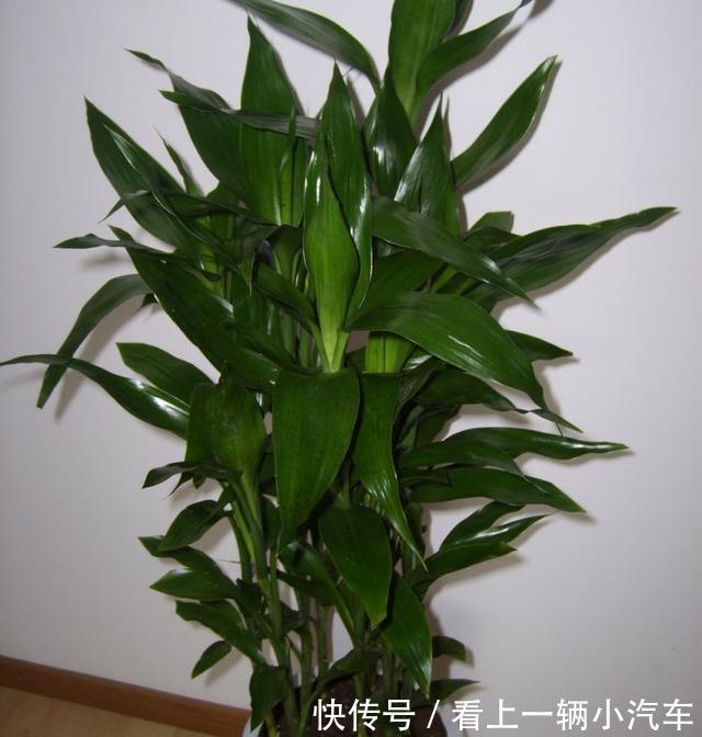 隔3天喷一点制作溶液,富贵竹绿萝吊兰疯长,开花不止