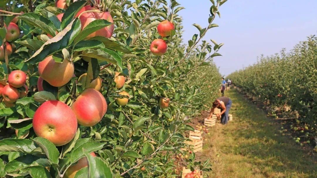 小番茄|纵情田园风光，纵享采摘乐趣