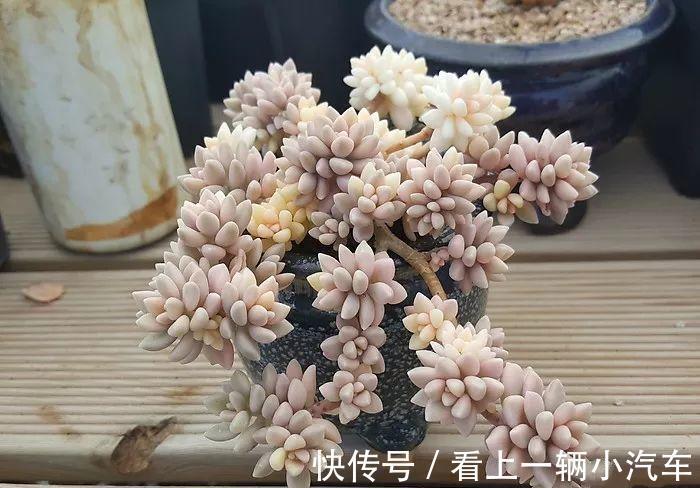 养多肉秋丽,从这4点入手,植株一年四季长新枝,呼呼爆盆