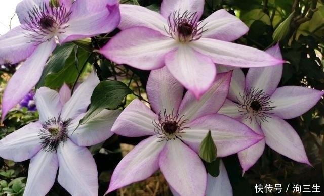 铁线莲在冬季越冬就会枯死?有多少送给我,来年院子变花海