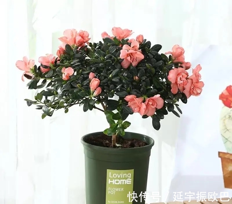 养花其实很简单,用点促花“神器”,花开艳丽又多姿,非常漂亮