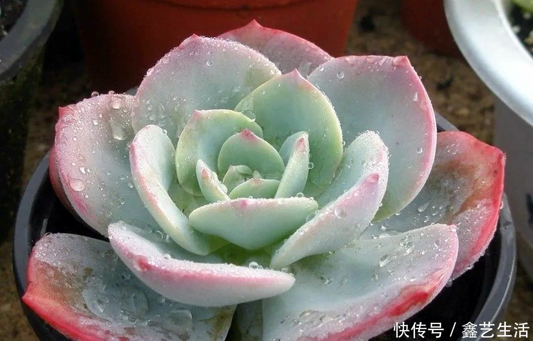 土壤|夏天多肉不能乱浇水，收好这几种正确的浇水方式