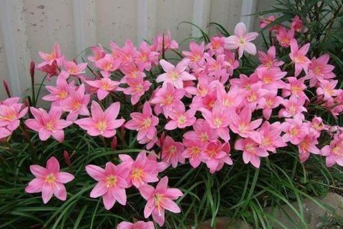 阿司匹林|花儿根系长不好?可以喂点“壮根水”,15天用一次,长出萝卜根