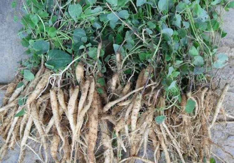 子宫|女人气血不足别担心,每天喝点“它”,有助于补气血、养子宫