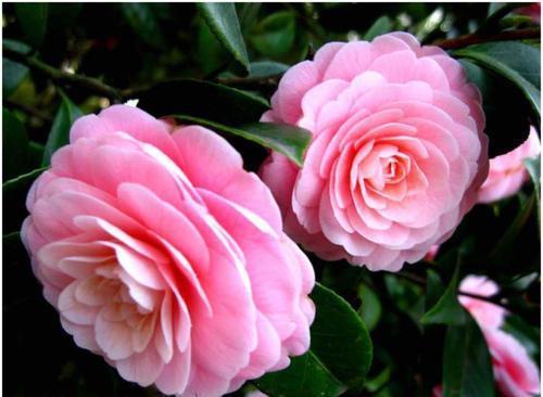 冬天养茶花,了解掌握3个要点,开出层叠群花,谁见了都夸美!