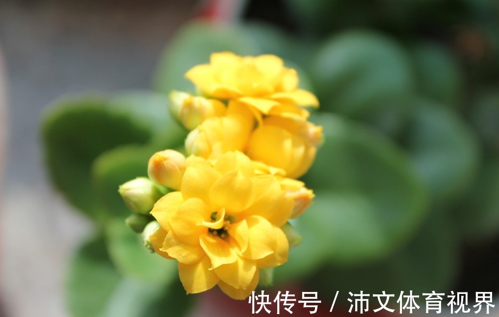 想要长寿花不装菜,秋冬的3点养护很重要,株型饱满,花苞满枝头