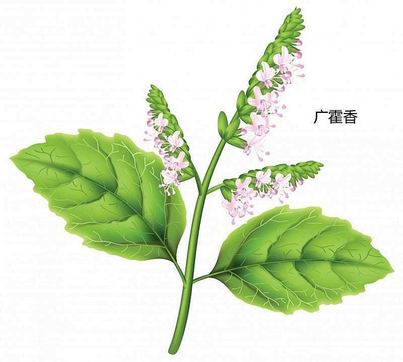 黄芪|中医防疫有妙招，嵊州市中医院推出防疫方和香囊