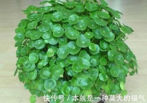 宫灯|4种花适合新手养，不用费心，家里养两盆，旺财又旺宅