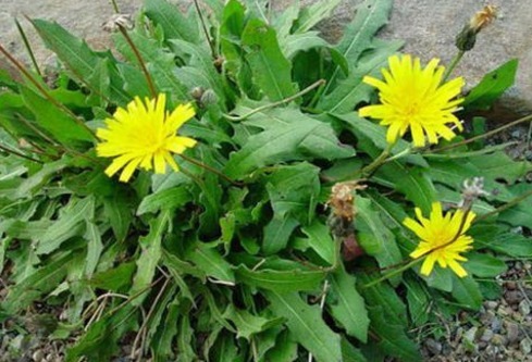 美味|农村常见的四种野菜，美味又非常有营养，若是错当杂草太可惜！