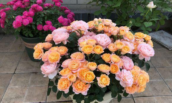 花盆中一旦发现“它”,别犹豫抓紧翻盆换土,否则花儿活不长久