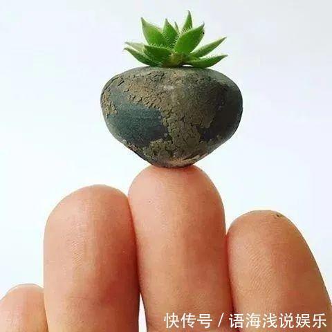 君子兰越小越值钱,养了4年,只有硬币大!