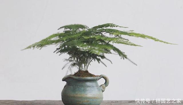 蹭蹭|养文竹浇水要小心,注意3个方法,不黄叶、不烂根,蹭蹭长