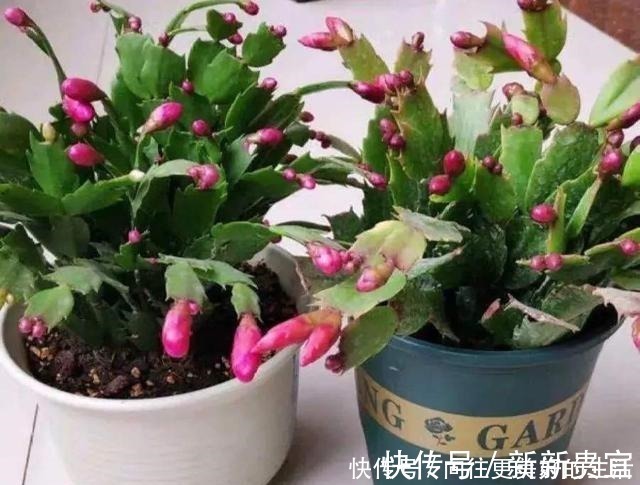 肥厚|给“3种花”换盆，一定不能浇“定根水”，否则烂根多，容易死亡！