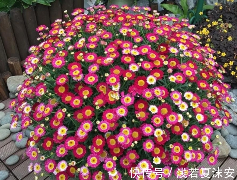 阳台上|女生阳台选5种花，花期长花量大，轻松变“花海”，关键是好养