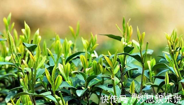 司马相如@宋代人如何饮茶?从黄庭坚的这首茶词中,看宋代饮茶方式与茶文化