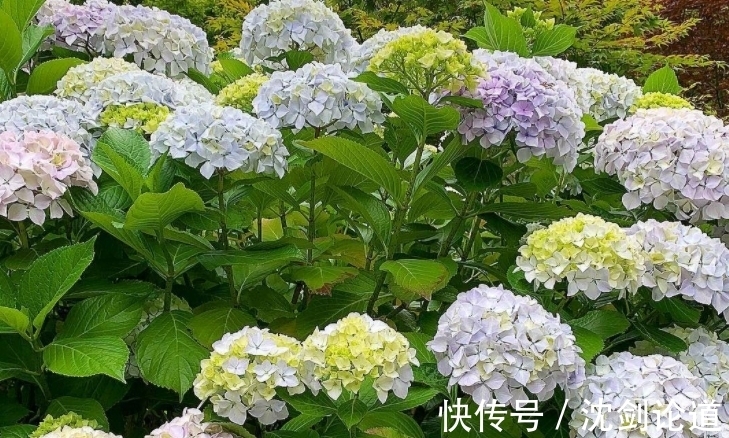 春季绣球长新芽,现在要做“5件事”,才能开花又大又漂亮