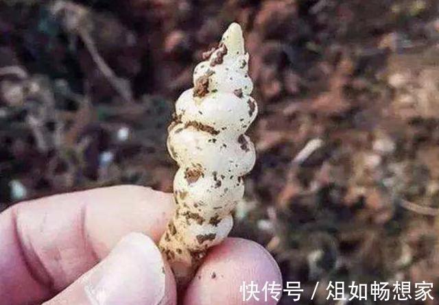珍贵的1种“野草”,在山坡下繁殖快,人称“地蚕草”,记得珍惜