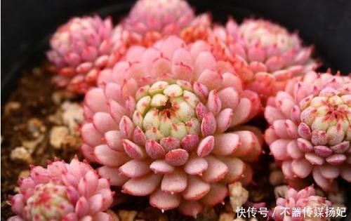 备受欢迎的10款红色系多肉，很珍贵，请收藏！