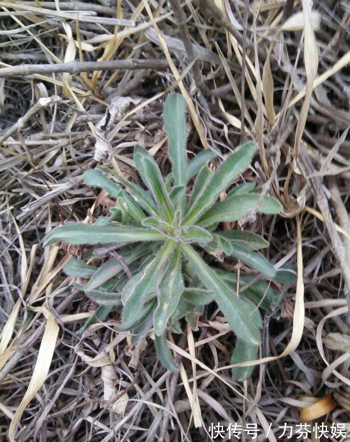 植物|此物名为“醉酒草”,是治疗肠胃“特效药”,路边就有,见了带走