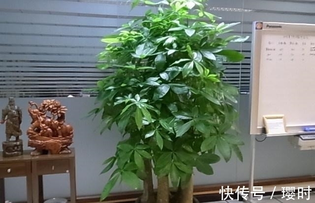 橘子皮养花妙招分享,除了这3种用法外,你还晓得哪些?
