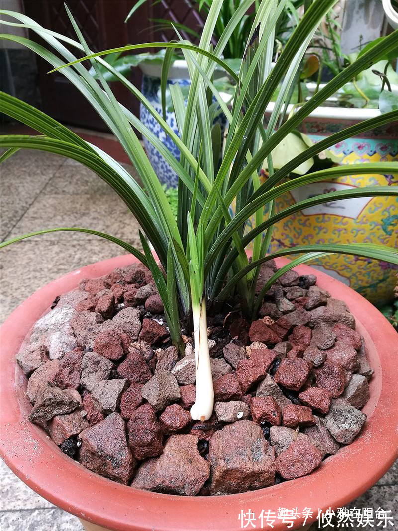 兰花什么时候换盆好选对“时间”，根系壮开花多，一盆变3盆！